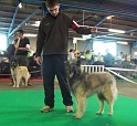 n°94 Chentyt des loups de la foret sacrée 5411